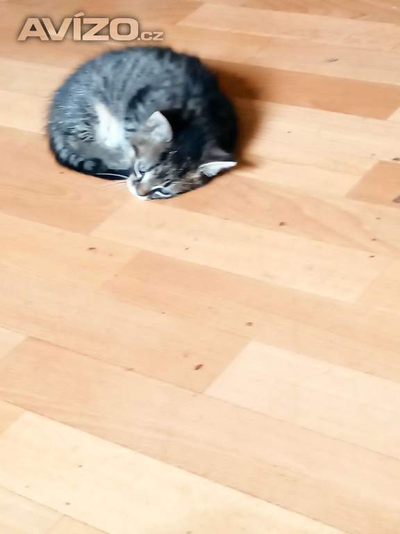 Tři koťátka k adopci