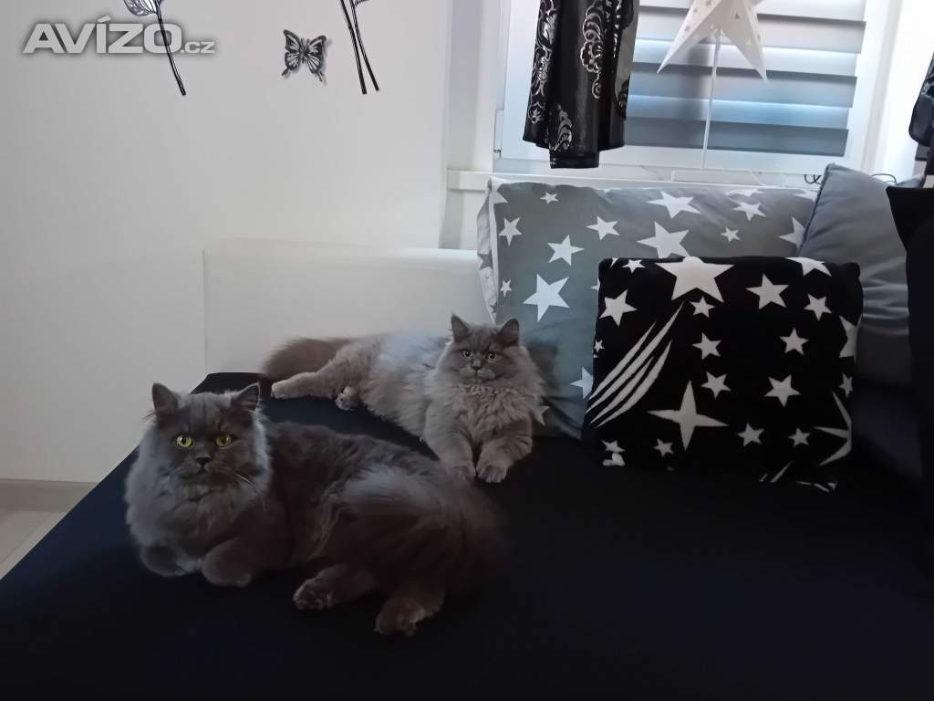 Britská dlouhosrstá koťátka 