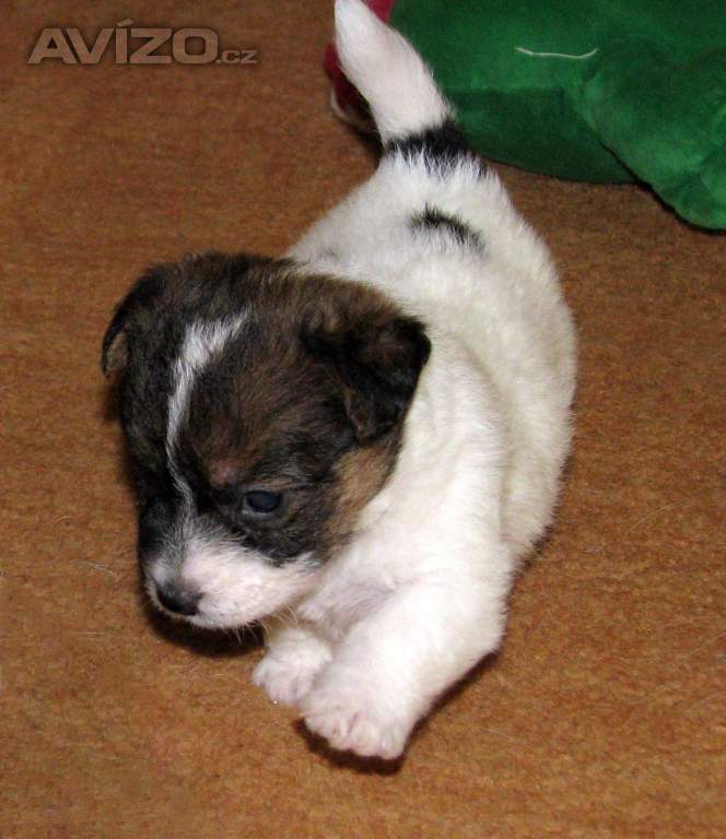 Jack Russell teriér – 2 pejsci + 2 fenky s PP k rezervaci