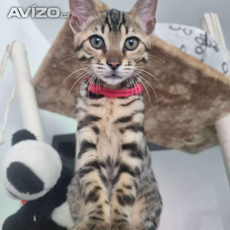 Bengalská kočka