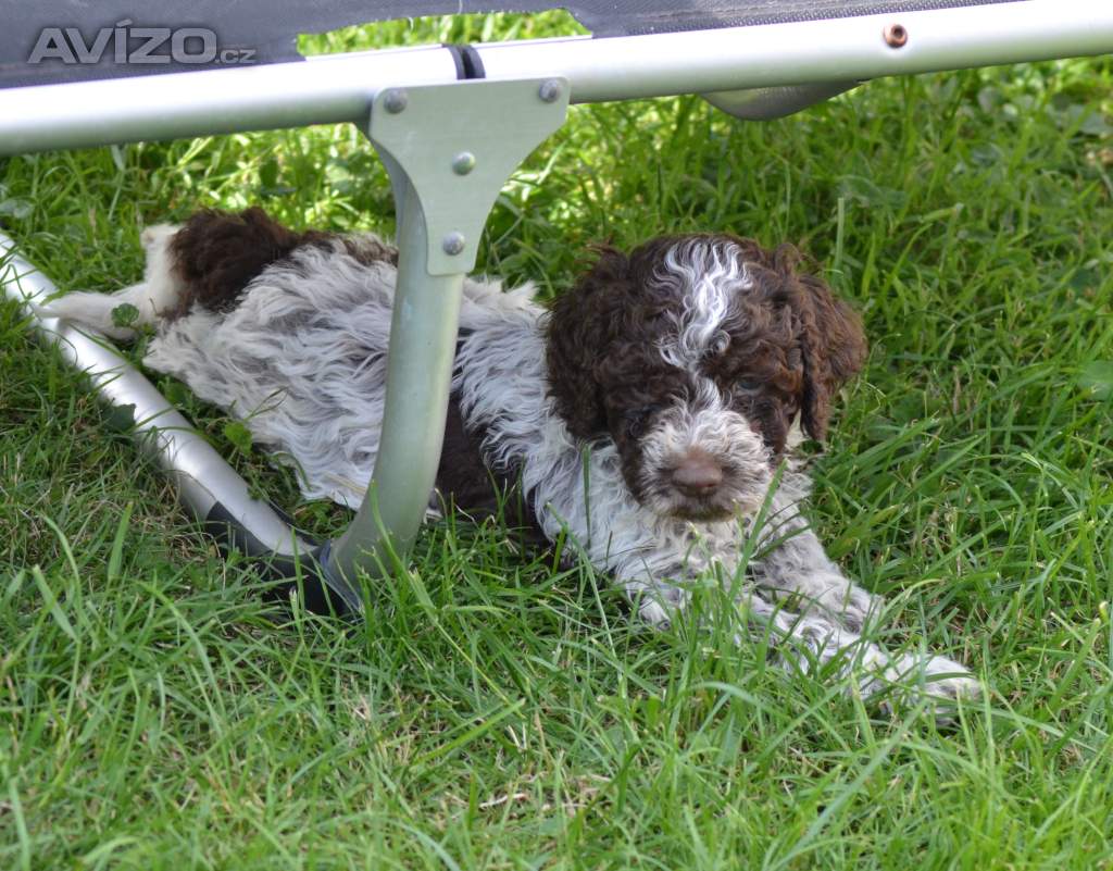 LAGOTTO ROMAGNOLO S PP/ITALSKÝ VODNÍ PES