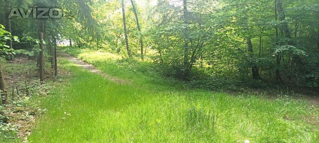 Prodej lesa buď celý, nebo na části - od 5.000m2. 