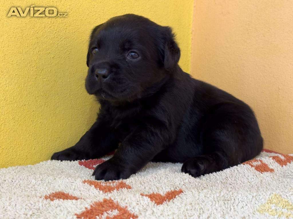 Labrador retriever