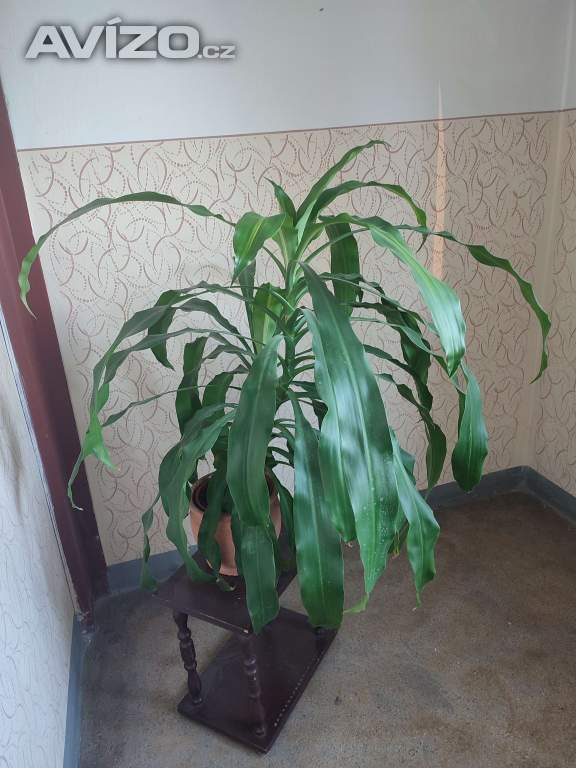 Dracena 