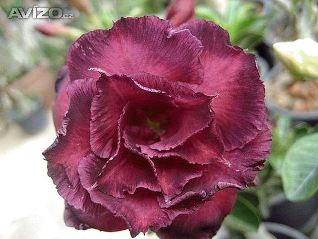 Adenium obesum moungmongkol - semena