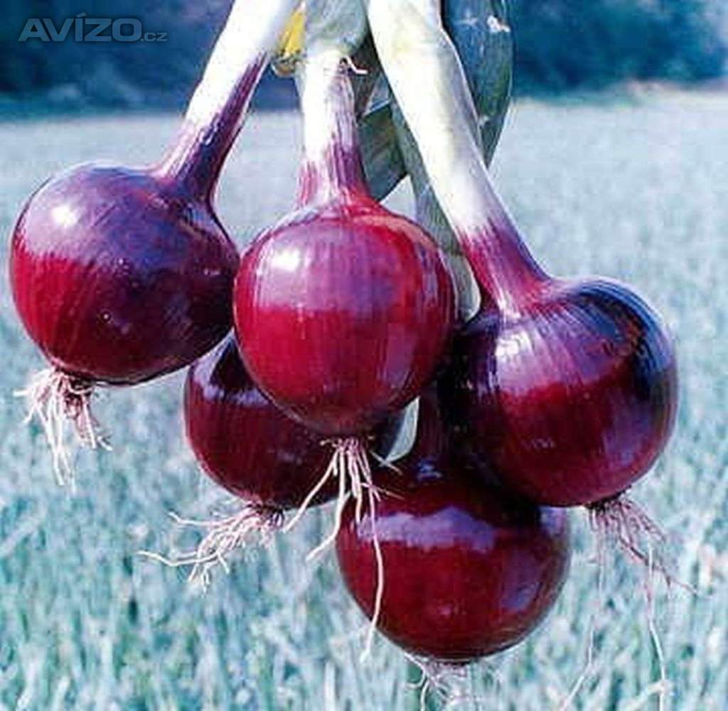 Cibule Lilia - semena