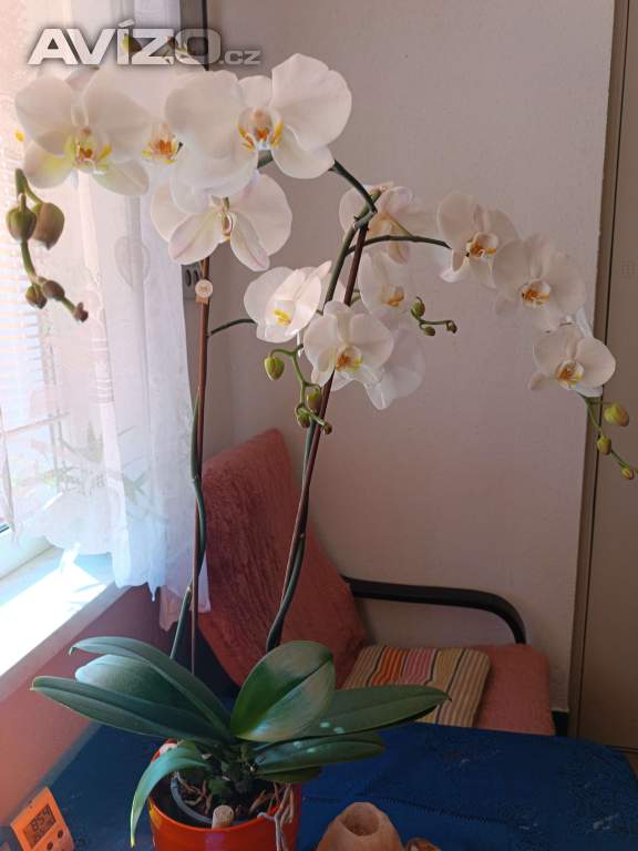 OBROVSKÁ BÍLÁ ORCHIDEJ