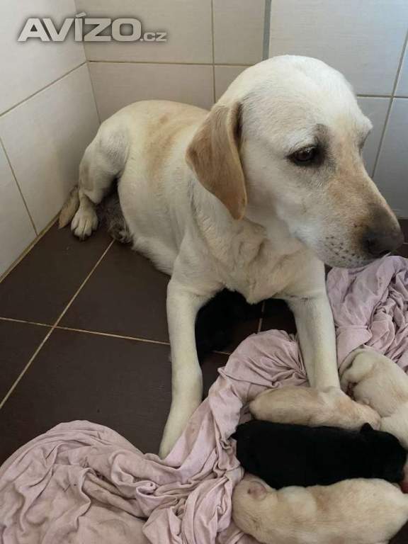Labradorský retrívr - štěňata