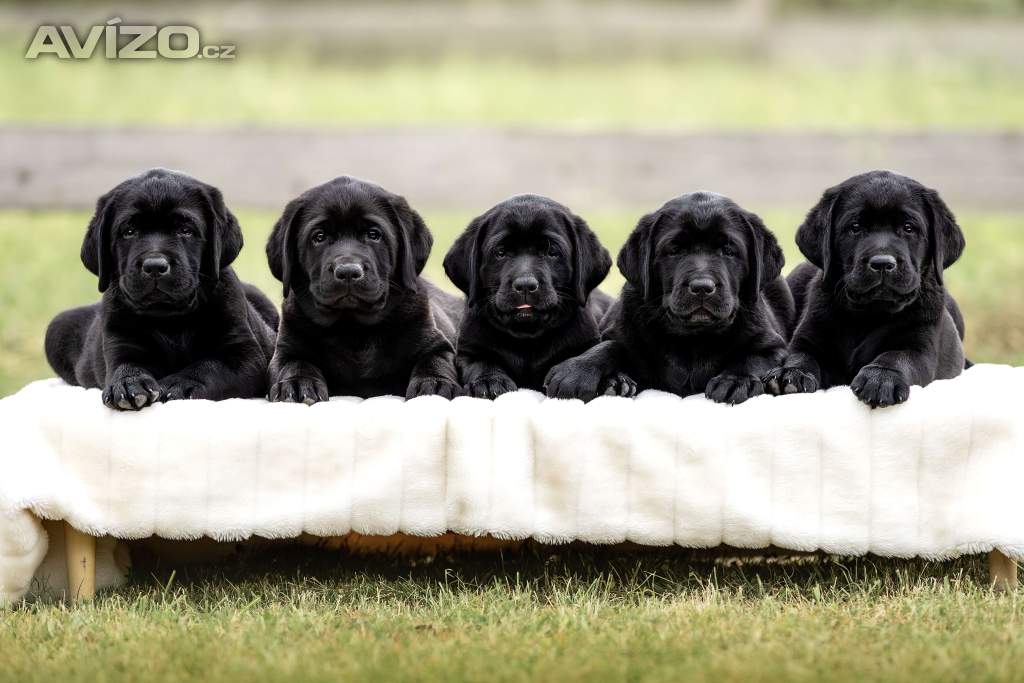 IHNED K ODBĚRU Labrador s PP