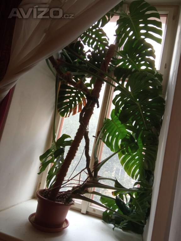 Prodám Monsteru Variegata