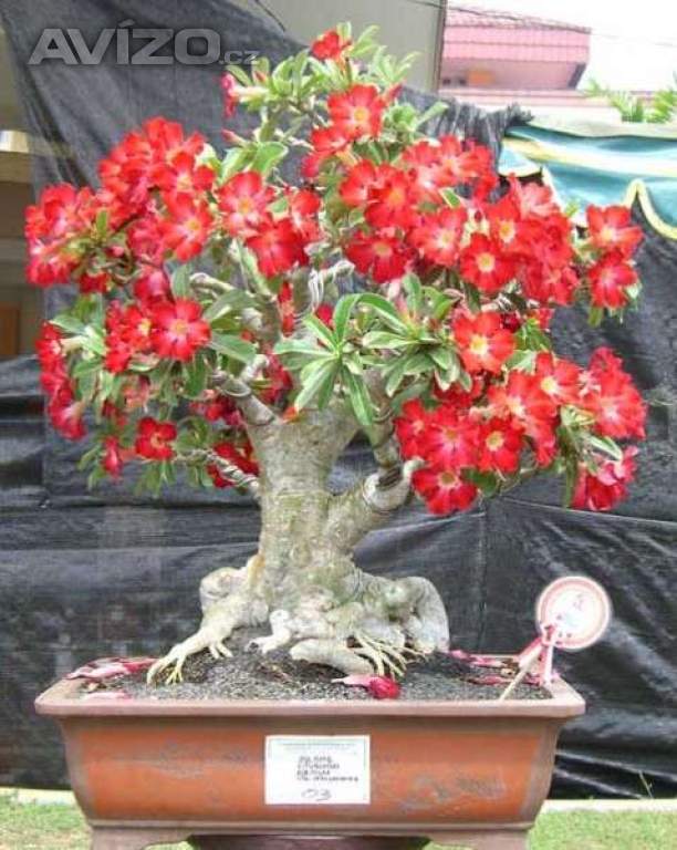 sazenice Adenium Obesum