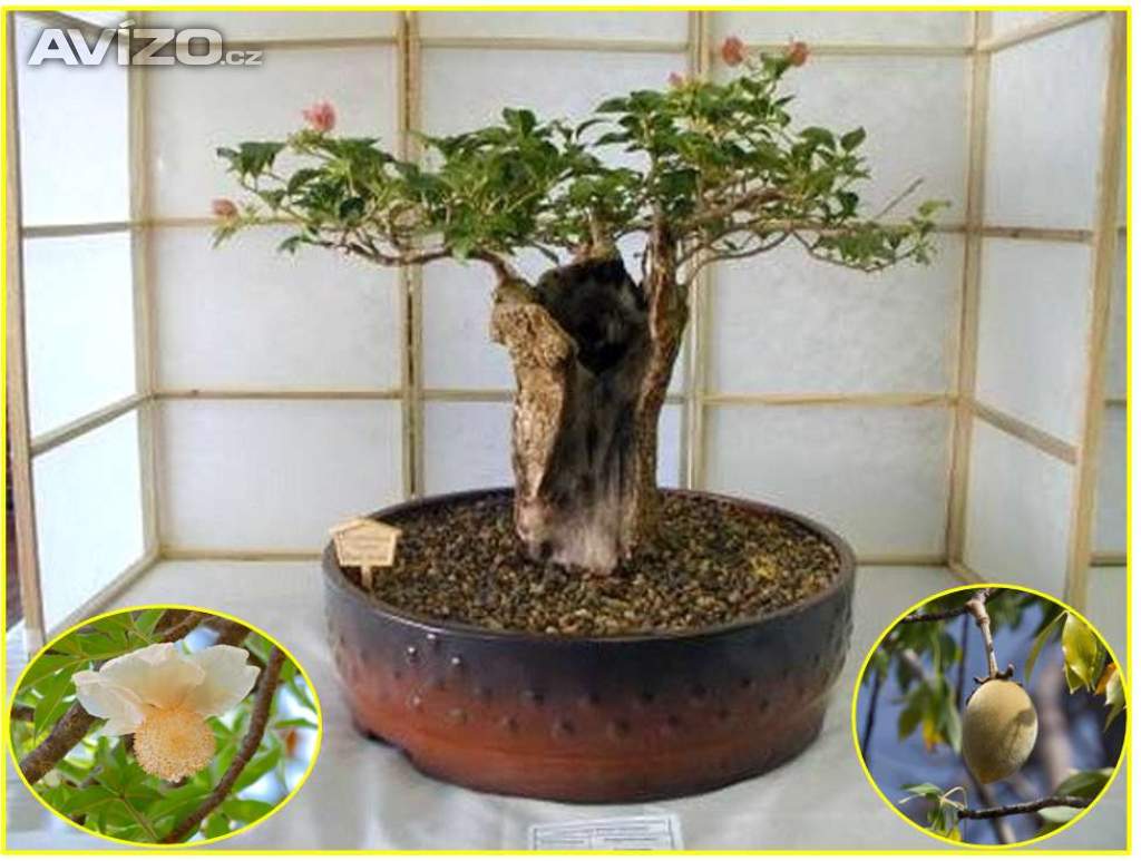 sazenice  Baobab
