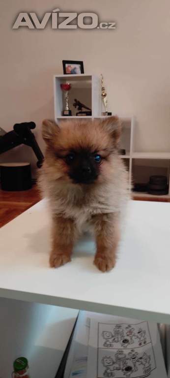 Miniatury špic pomerian