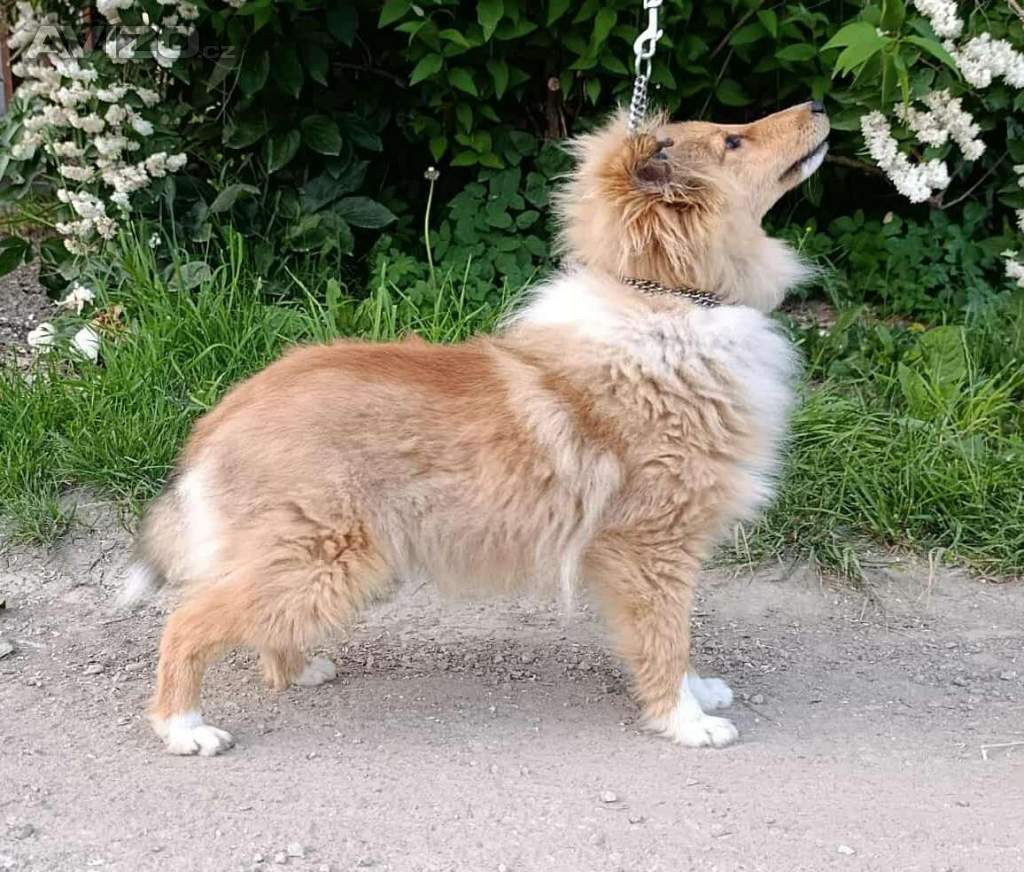 Šeltie, sheltie, šetlandský ovčák (minikolie)