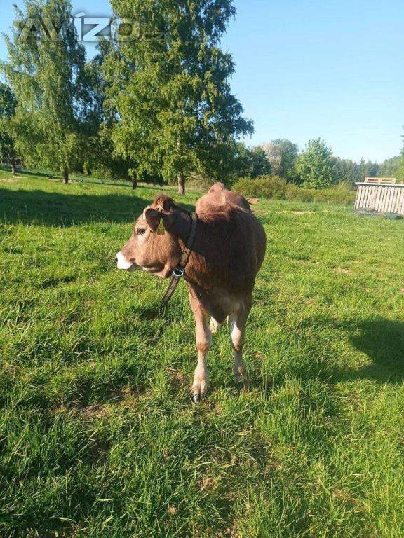 Prodám jalovici Brown Swiss 