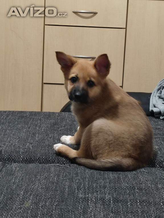 Norský Buhund