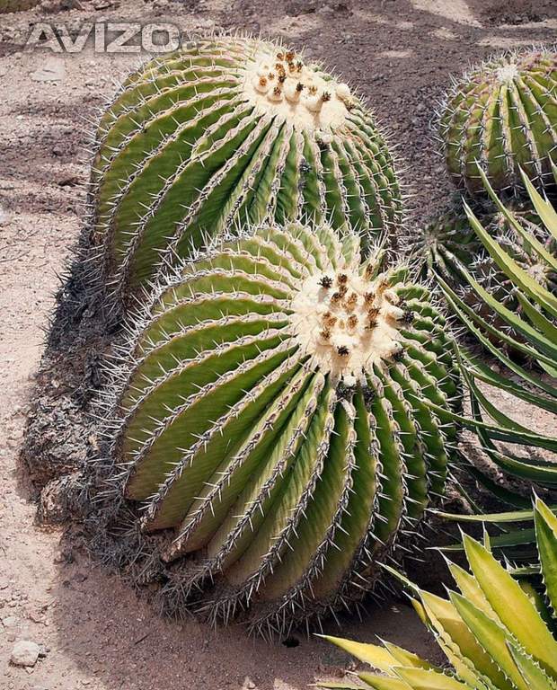 Kaktus Echinocactus platyacanthus - semena