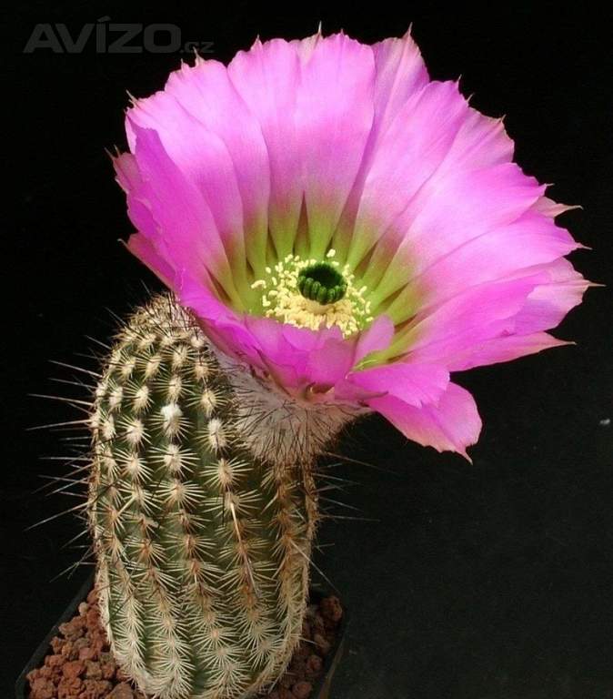 Kaktus Echinocereus armatus PP 22 - semena