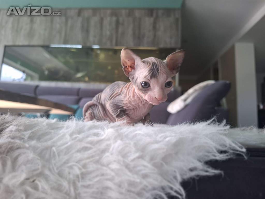 Sphynx