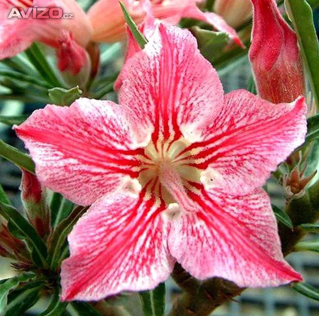 Adenium obesum star of hope - semena