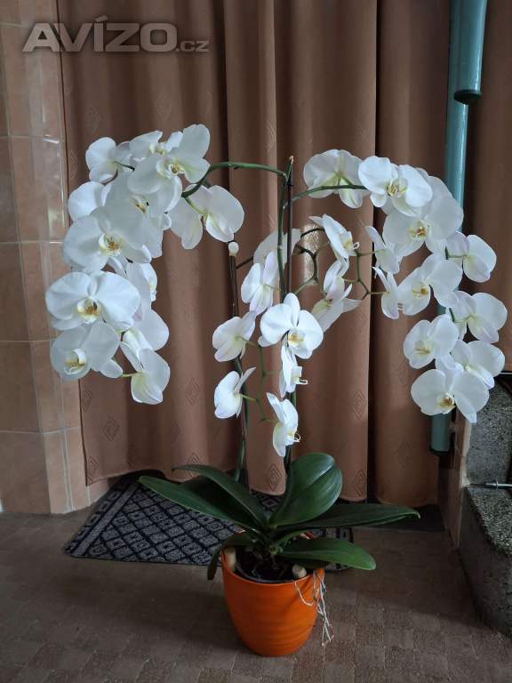 Nádherná bohatě kvetoucí orchidej