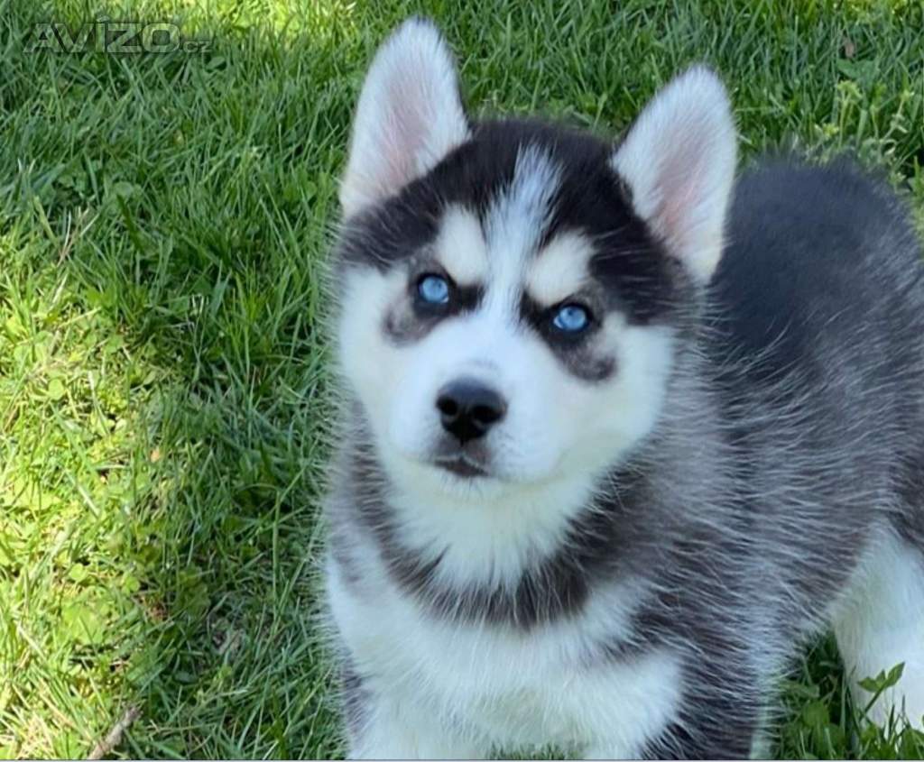 Sibiřský husky pejsek
