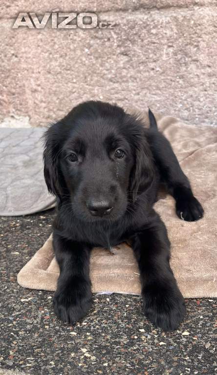 štěňátka Flat Coated Retriever