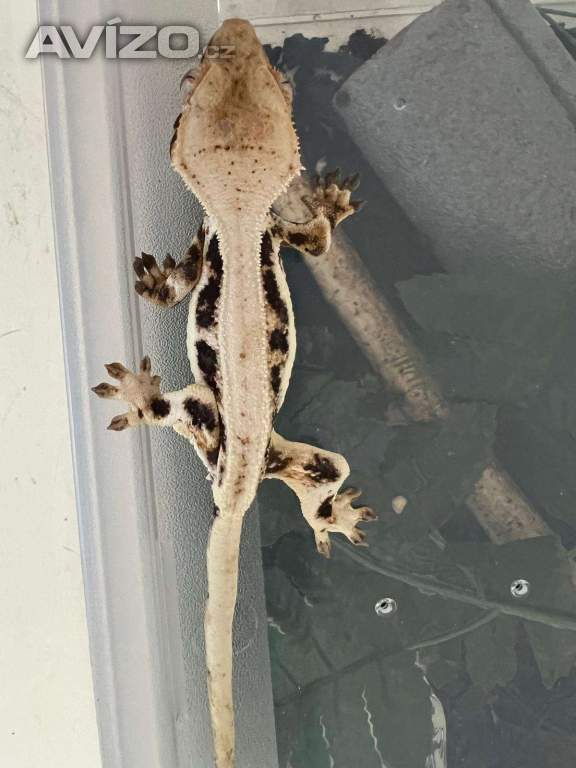 Pagekon řasnatý- Correlophus ciliatus