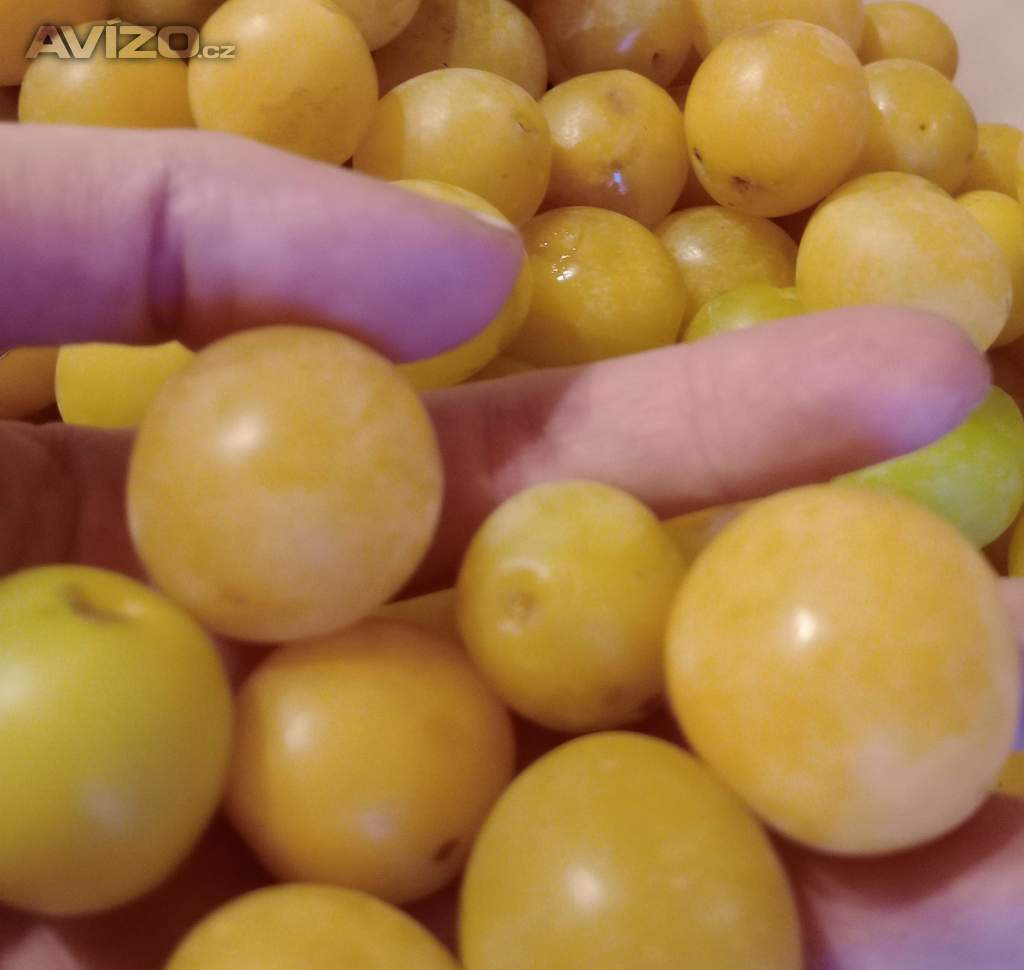 Prodáme špendlíky - mirabelky