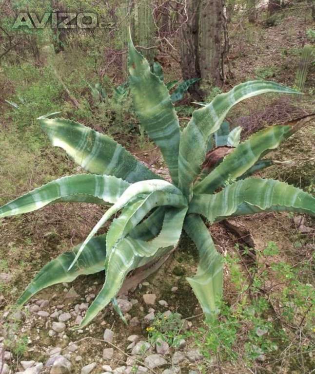 Agave marmorata - semena