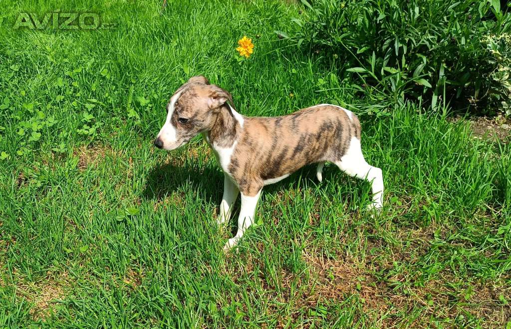 Whippet /Vipet/ - štěňata bez pp