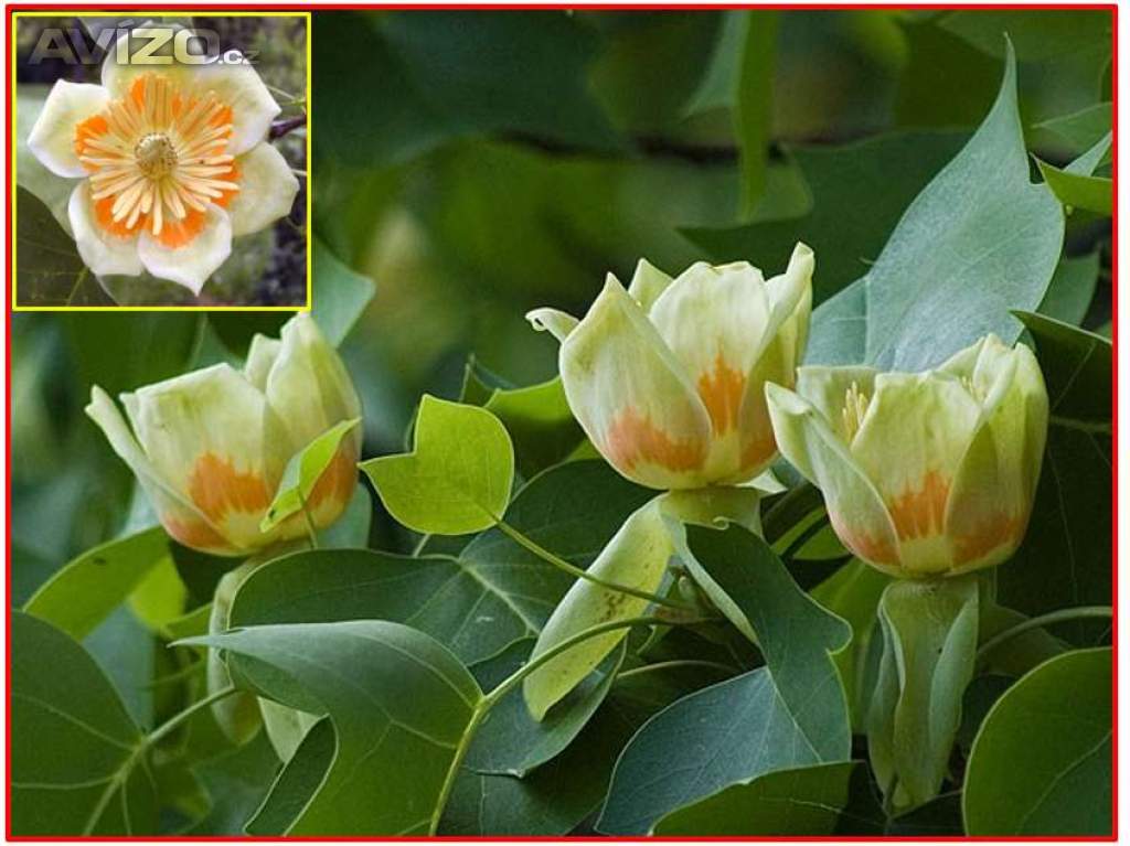 Liriodendron tulipifera - Liliovník tulipánokvětý - semena