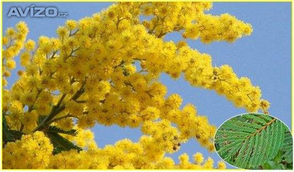 Acacia Decurrens - semena