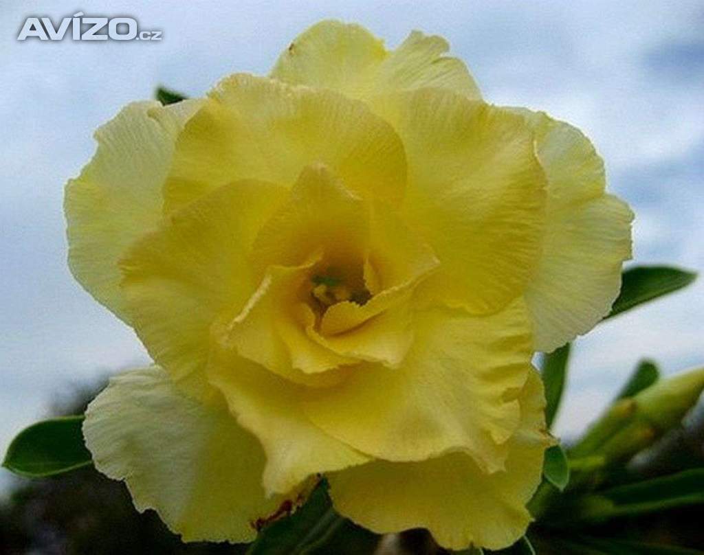 Adenium obesum happy - semena