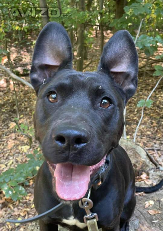 MUFFY - 24 kg, kastrovaná fenečka 3 roky
