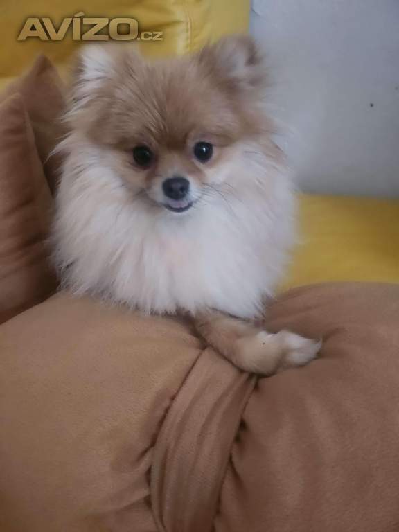 Nabízím krásnou fenečku,,mini POMERANIAN 