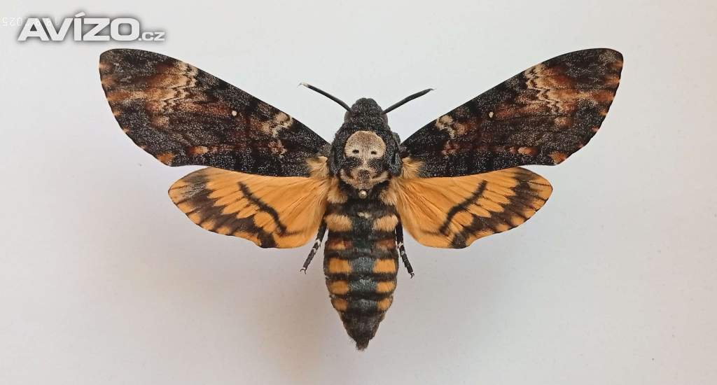 Foto inzerátu Tropičtí motýli v rámečku.