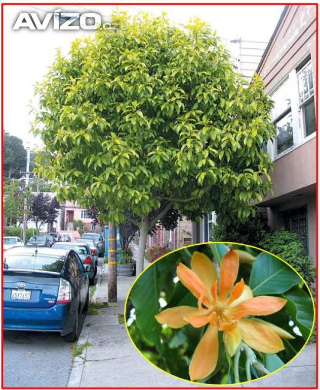 Michelia Champaca - Magnolia Champaca - semena