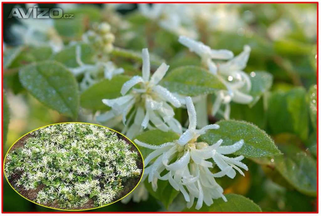 Loropetalum Chinense - semena