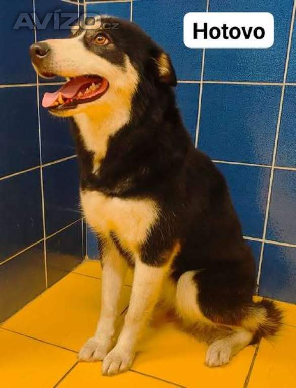 Siberian husky