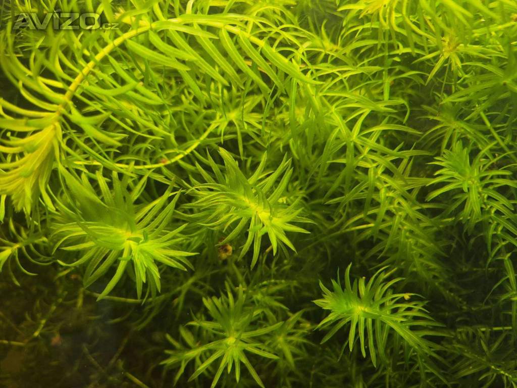 Vodní mor kanadský (Eleodea canadensis)