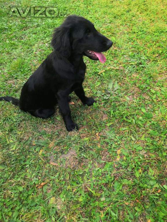 štěňáto Flat Coated Retriever
