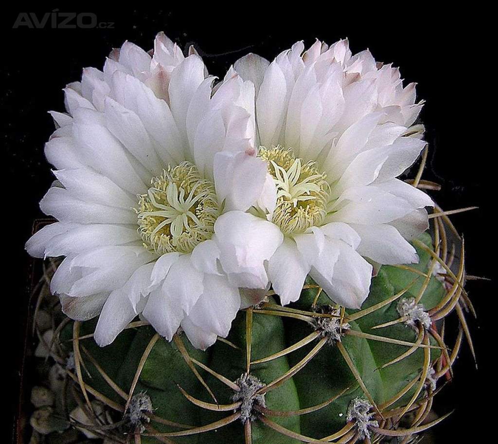 Kaktus Gymnocalycium monvillei JO La Falda Cordoba - semena