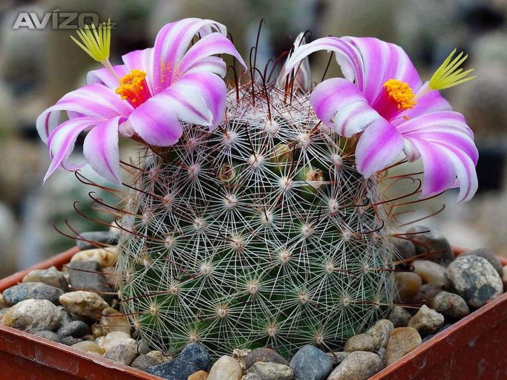 Kaktus Mammillaria microcarpa - semena