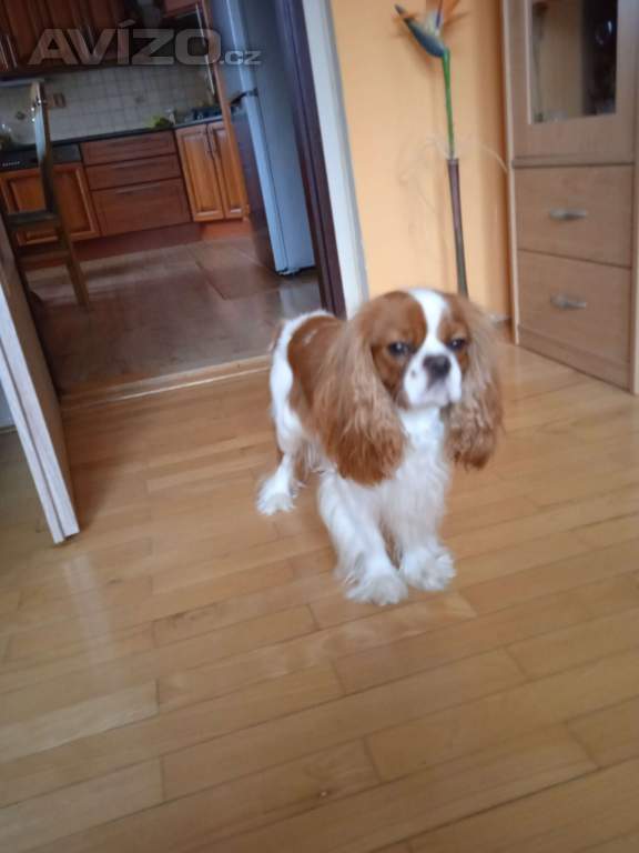 Kavalír King Charles španěl