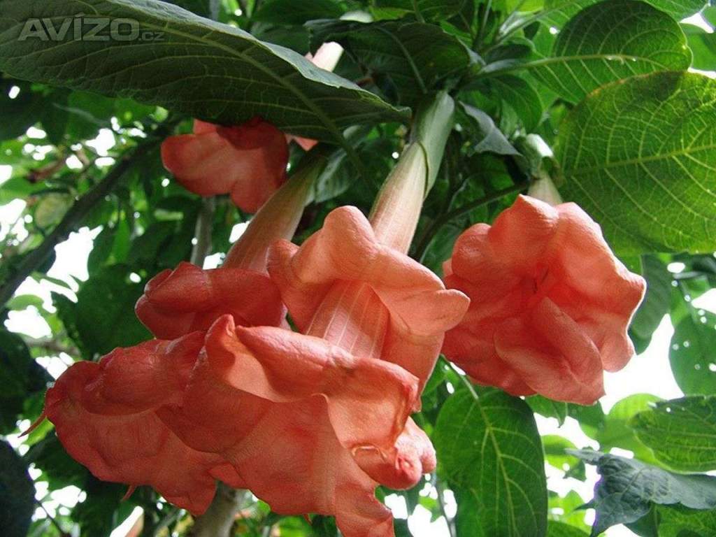 Řízek Brugmansia Angels Honeymoon - Andělská trumpeta