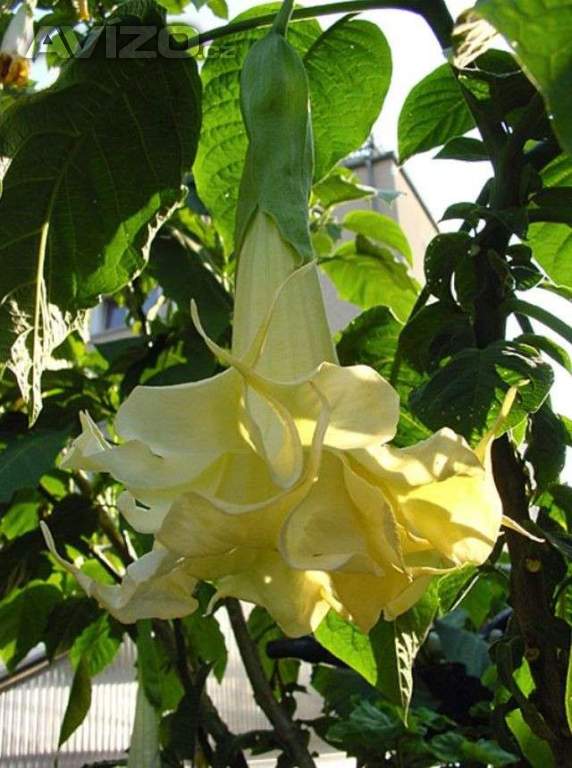 Řízek Brugmansia Angels Surprise - Andělská trumpeta