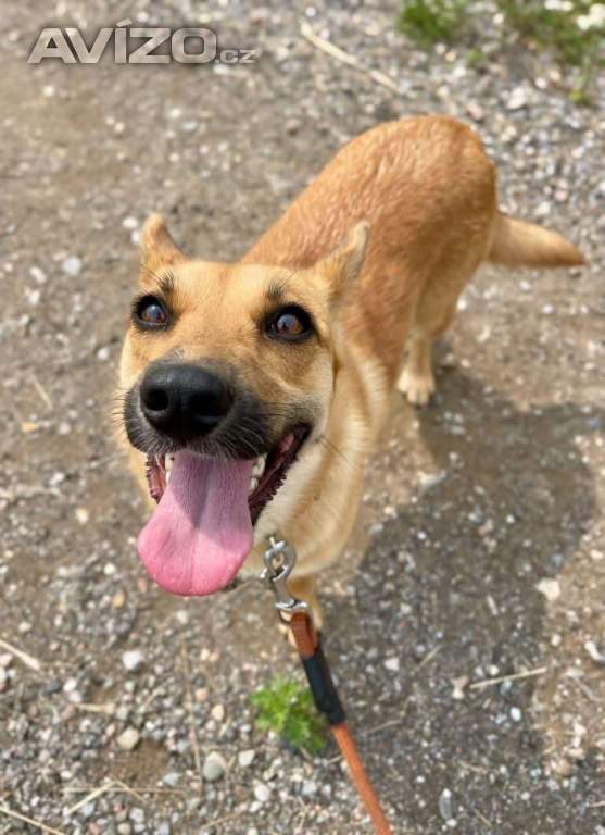 SINDY - 10 kg, kastrovaná fenečka 1 rok 
