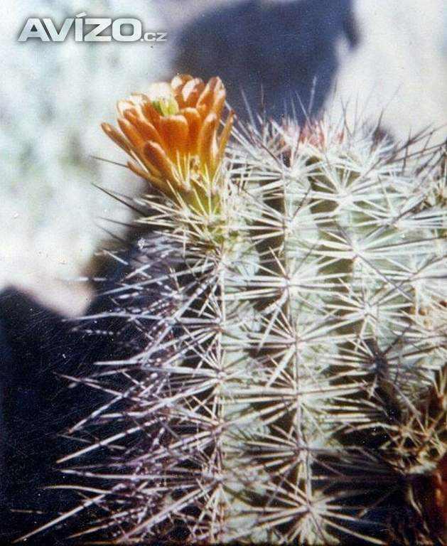 Kaktus Echinocereus neomexicanus - semena