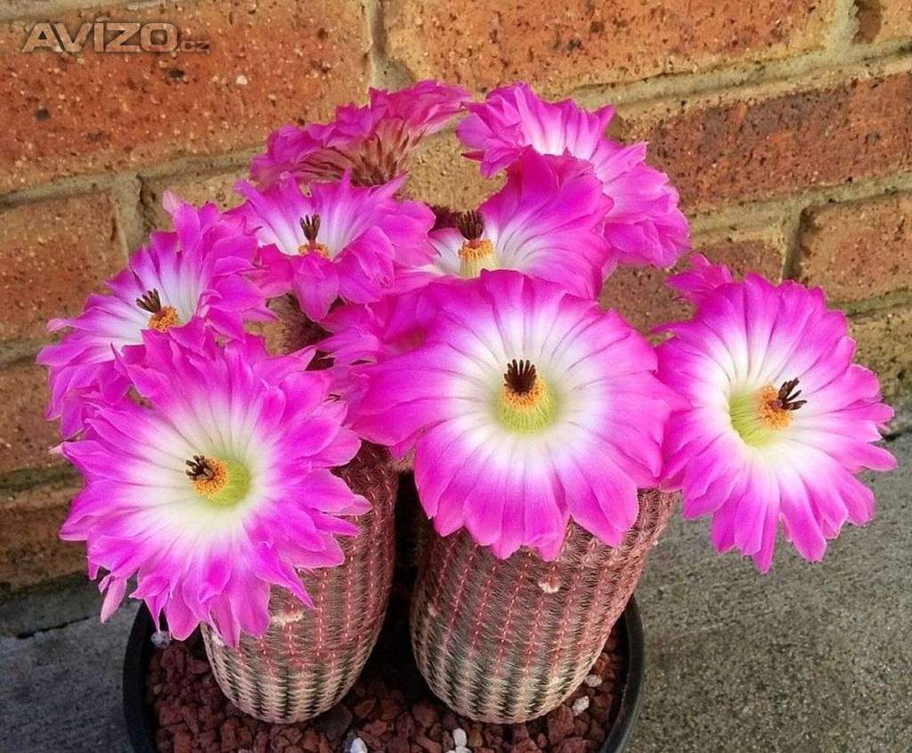 Kaktus Echinocereus pectinatus v. rubrispinus - semena